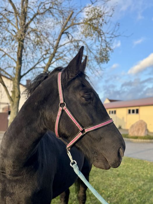 Klacz śląska do hodowli 8 lat