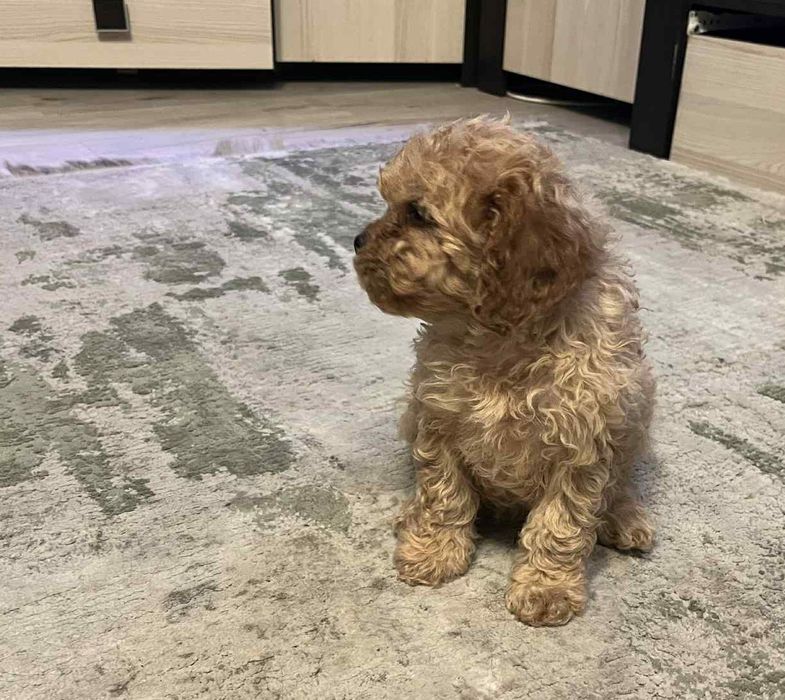 Cavapoo Piesek Red