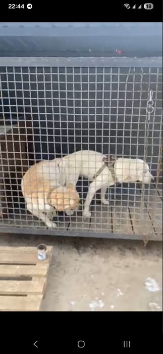 Цуценята лабрадорчики