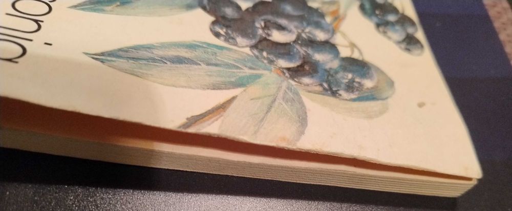 Aronia+ Kleparski ,Domino