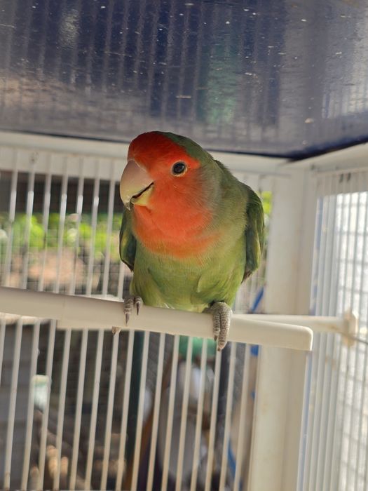 Agapornis Roseicollis