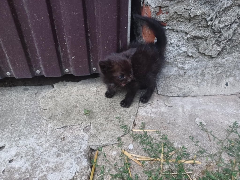 Kocurek do oddania