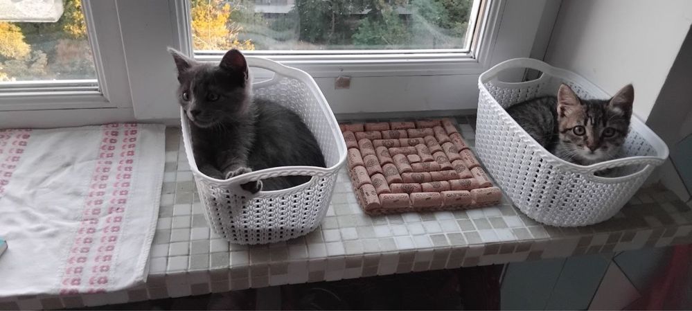 Чудові кошенята в добрі руки.