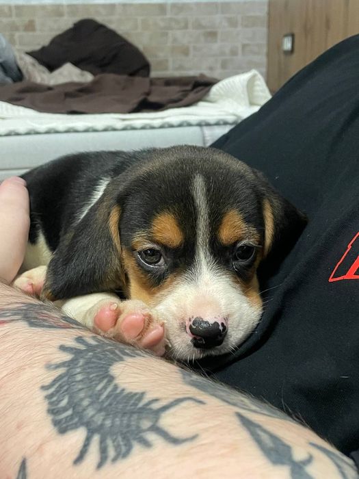 Біглі шукають нову родину