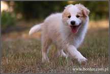 psy szczeniaki Border Collie ZKwP FCI piesek PEDRO