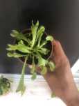 Plantas carnívoras
