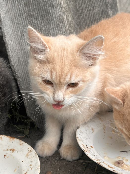 Котята у сімью Білі та Вілі