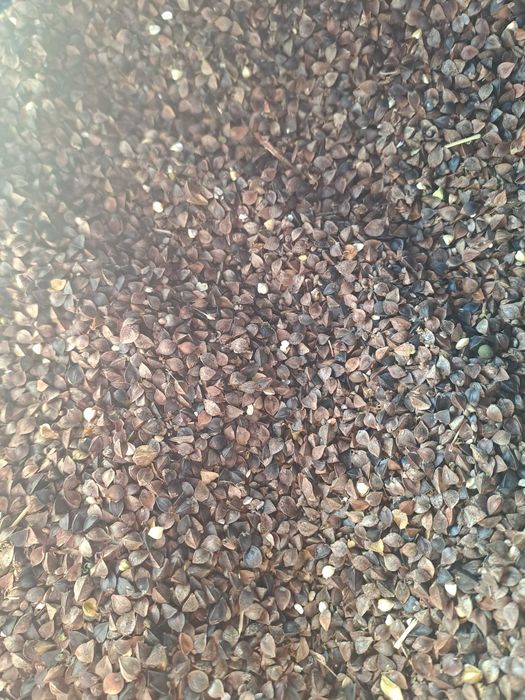 Gryka,tatarka nie pryskana !!