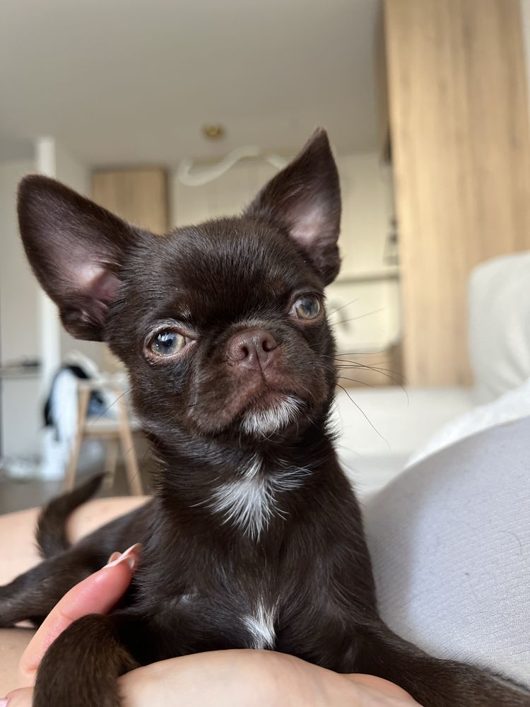 Piękny Chihuahua piesek kolor czekoladowy z Hodowli Bajeczne Urwisy