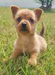 Podengo pequeno português cachorro