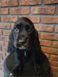 Suczka Cocker Spaniel Angielski- gotowy do odbioru/rodowód.