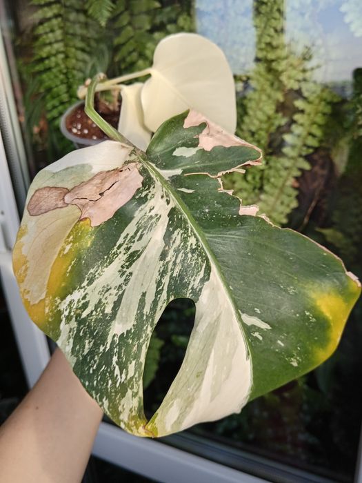 Монстера варієгатна Альба