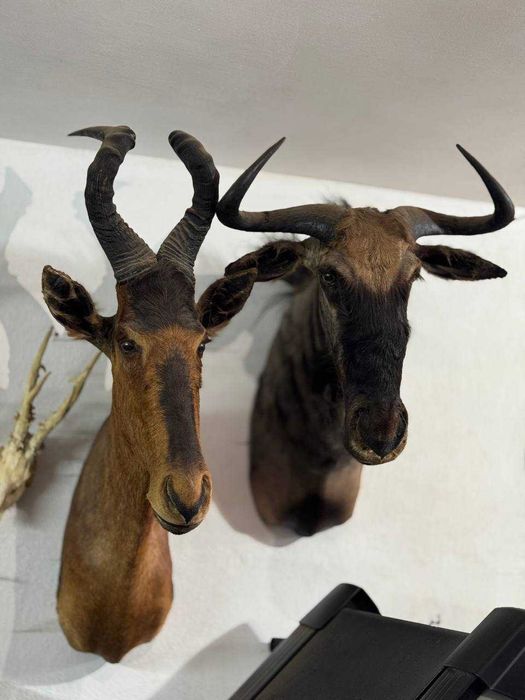 Голова Блакитної Гну - Чучело