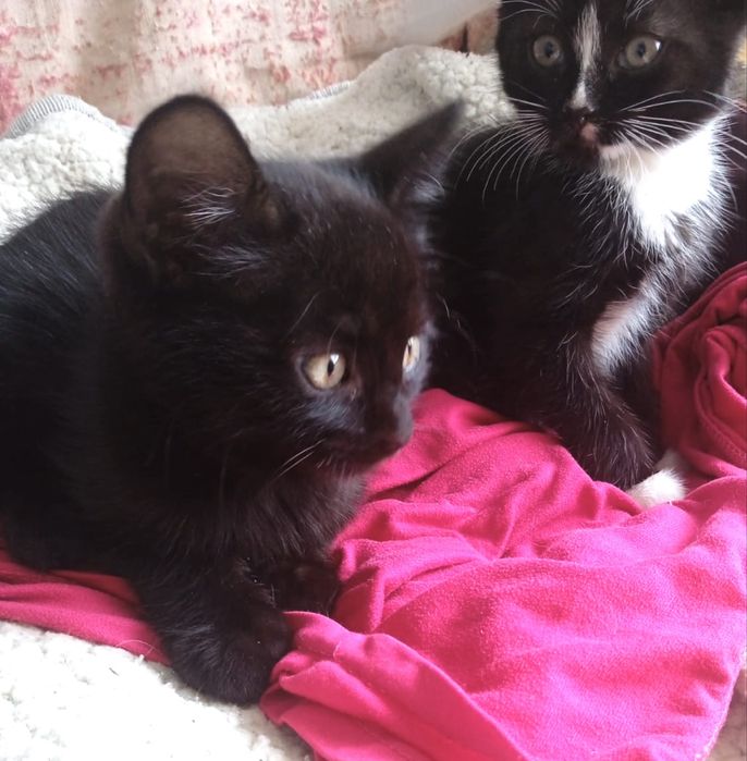 Лагідний муркотун в пошуках люблячої родини