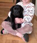 Czarny piesek, samiec labrador retriever ZKwP FCI
