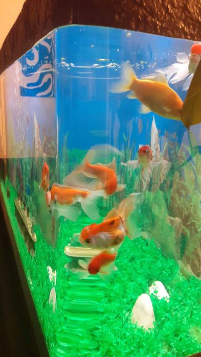 Peixes Quinguios e Cometa