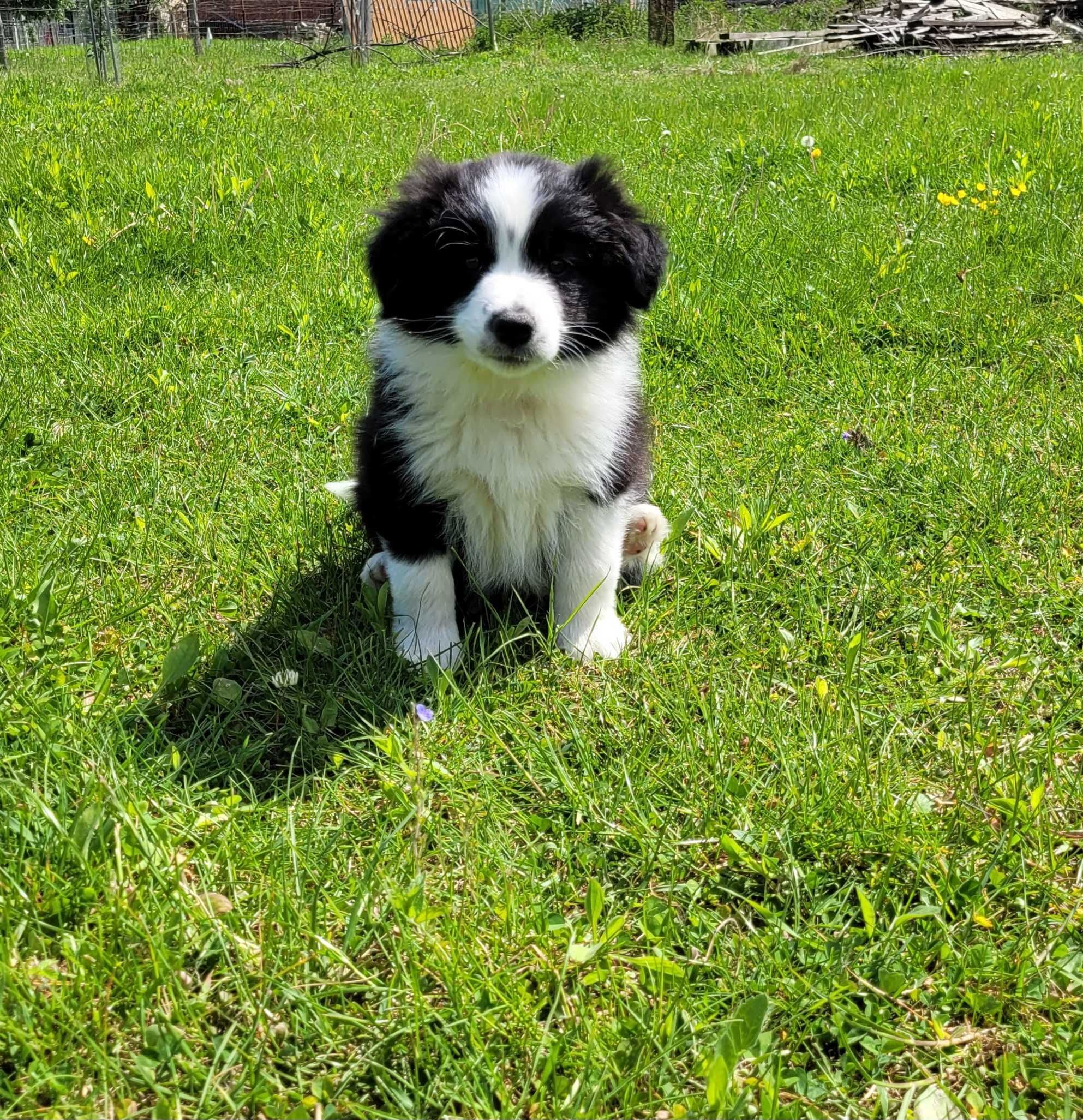 Border collie szczeniak ZKwP/ FCI