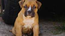 Everlast ,mocny samiec Amstaff ZKwP FCI,  do rezerwacji