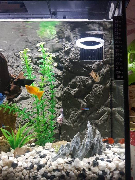 Akwarium  Juwel 60l z wyposażeniem