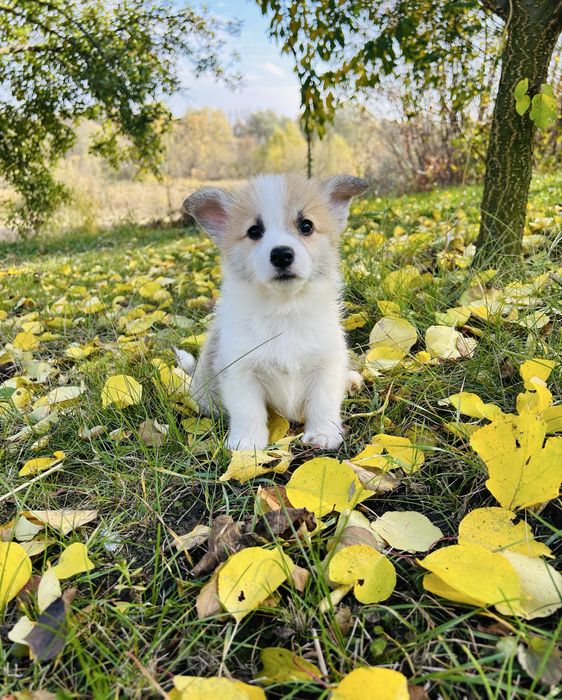 Купити Коргі Пемброк. Цуценята.