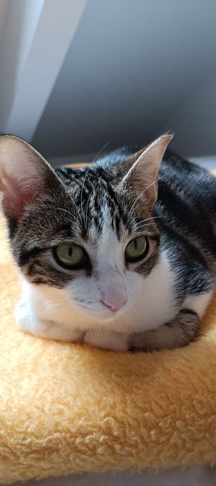 Gatinha jovem bebé para adoção responsável