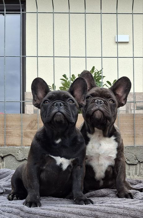 Buldog Francuski szczenię suczka