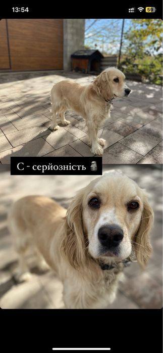 В’язка - Кокер спаніель