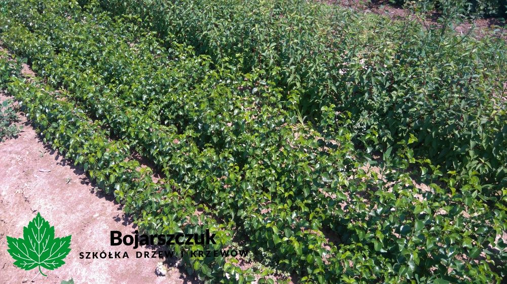 ANTYPKA - Podkładka dla drzew owocowych  JESIEŃ 2025 / WIOSNA 2026