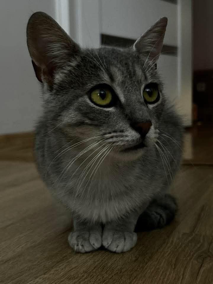 Kochany Benek czeka na adopcje