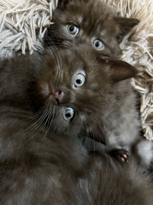 Gatinho Scottish straight chocolate