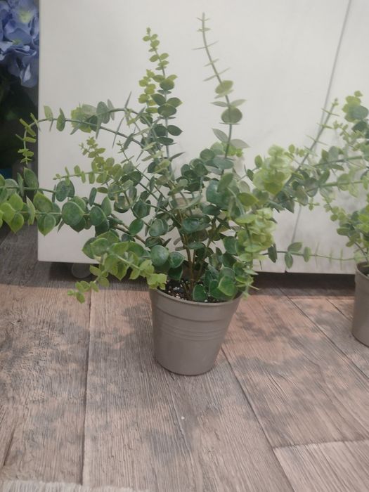 Декоративний самшит