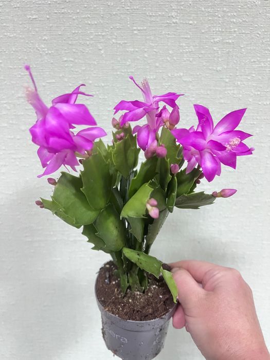 Шлюмбергера різдвяник