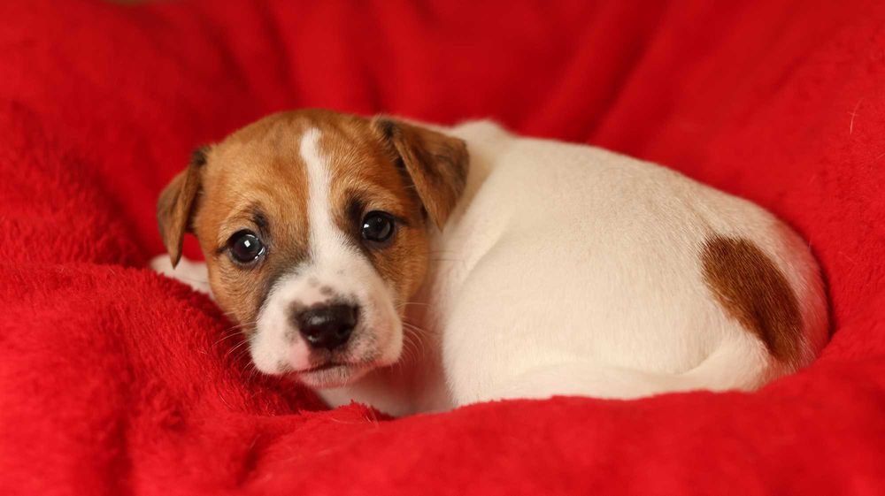 Urocza suczka Jack Russell Terrier z hodowli "BREFIO" /bad. genetyczne