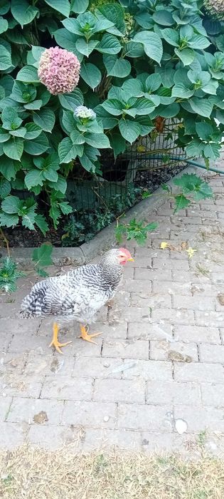 Galos jovens Bielefelder cor prata