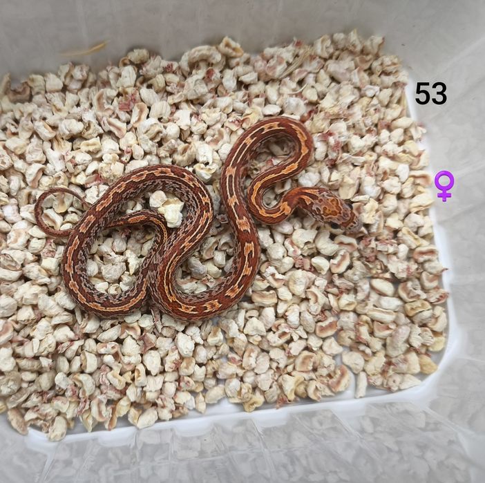 Węże wąż zbożowy Tessera Sunkissed