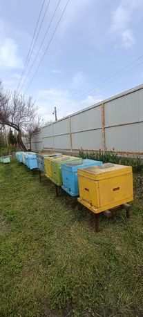 Продам пчелы,, отводки