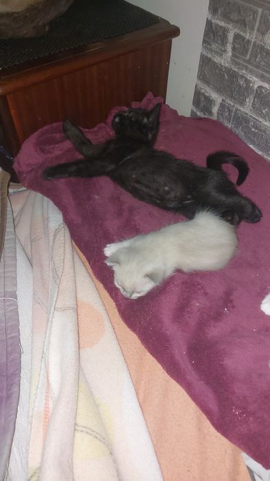 gatinhos para adoção