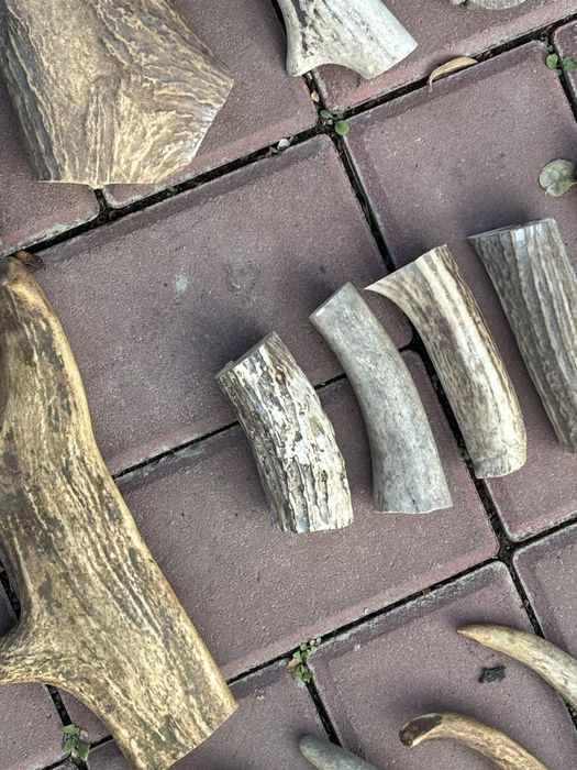 Заготовки рог для поделок