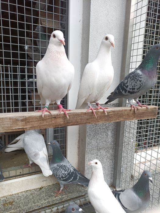 Pombos correios linha antiga