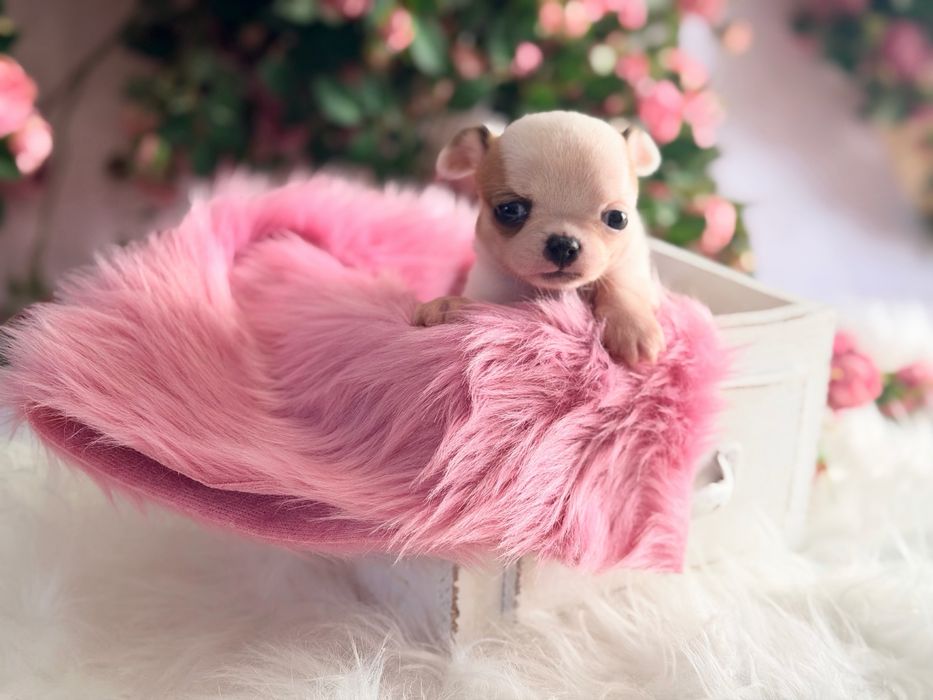 ***Cudna mini dziewczynka***Xxs jak laleczka mini chihuahua