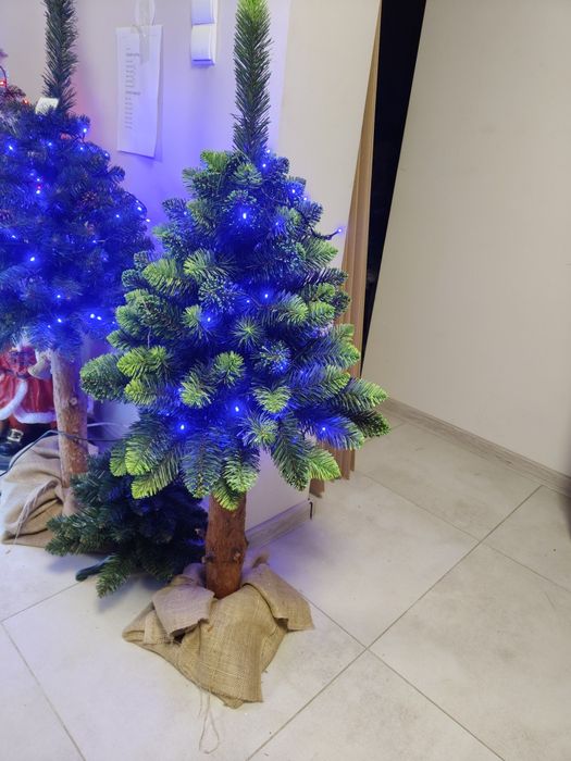 Sosna diamentowa na pniu