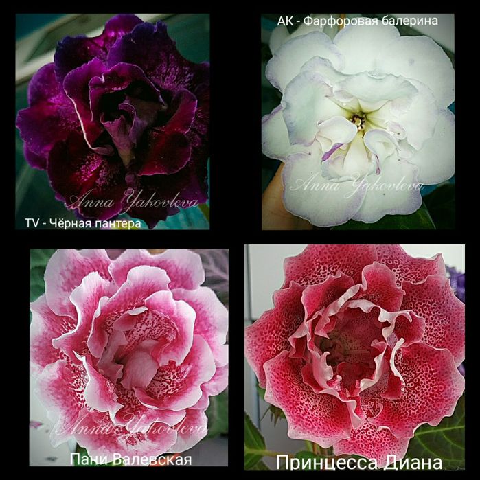 Глоксинии сортовые, клубни