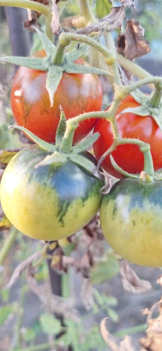 Помідори зелені обмін на ваші пропозиціїї