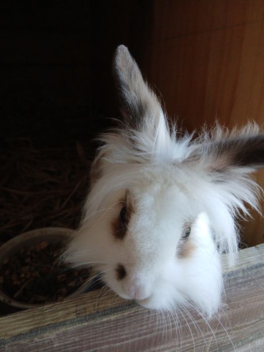 Sprzedam Samca królika