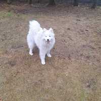 Piesek rasy Samoyed