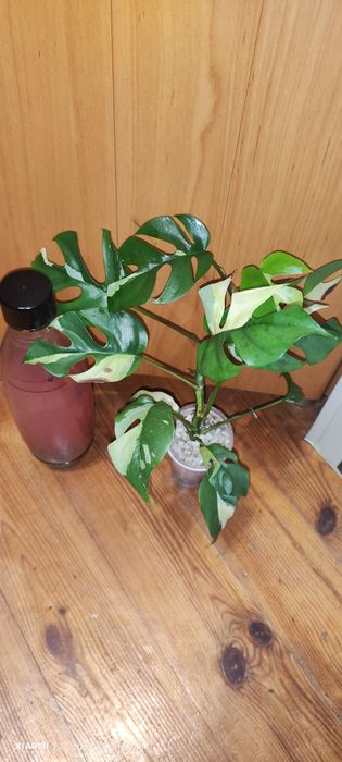 Dragon thai,monstera minima variegata,dubia, epipremnum jungle star