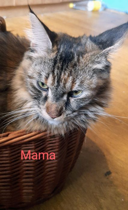 Sprzedam kocurka rasy Maine Coon urodzonego 16.05.2025,,Bursztyn,,