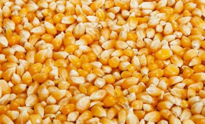Groch Słonecznik Rajgras Trawa KONICZYNA BÓB LUCERNA Sorgo Proso Wyka
