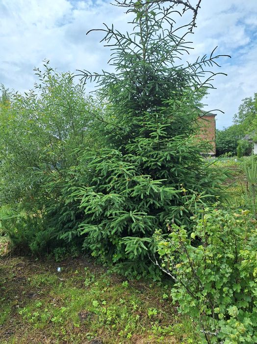 Живі ялинки 4,5,6,7,8м