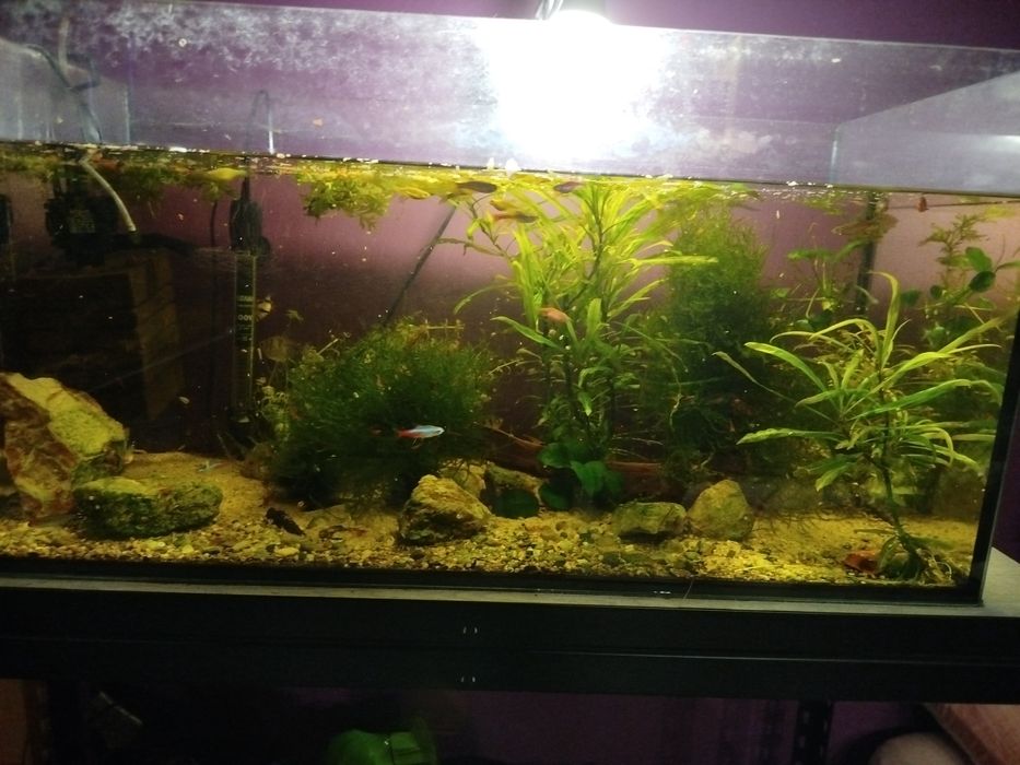 Akwarium 112l bez pokrywy  puste grzałka i filtr